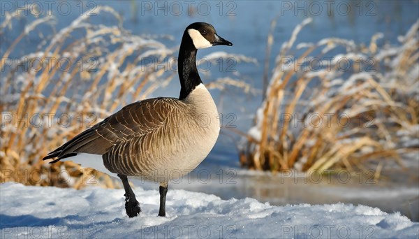 KI generated, animal, animals, bird, birds, biotope, habitat, one, individual, water, ice, snow, winter, reed, blue sky, foraging, wildlife, seasons, canada goose (Branta canadensis), goose, geese, goose bird