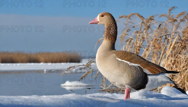 Ai generated, animal, animals, bird, birds, biotope, habitat, one, individual, winter, ice, snow, water, reeds, blue sky, foraging, wildlife, summer, seasons, greater white-fronted goose (Anser albifrons)