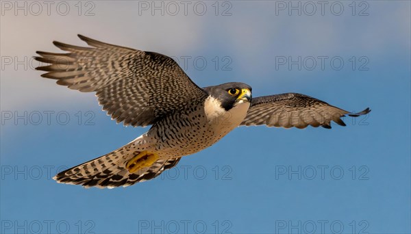 KI generated, animal, animals, bird, birds, biotope, habitat, one, individual, flying, flying, summer, peregrine falcon (Falco peregrinus) flight, blue sky