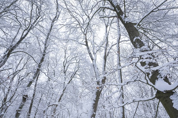 Snow-covered deciduous forest in winter, treetops, Hainich National Park, Thuringia, Germany, Europe