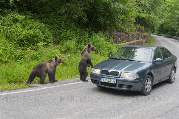 Two young brown bears next to a car on a road, looking cautious and curious, European brown bear (Ursus arctos arctos), Transylvania, Carpathians, Romania, Europe