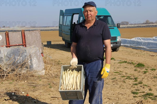 Harvest workers from Romania harvesting asparagus in a field near Mutterstadt, Rhineland-Palatinate