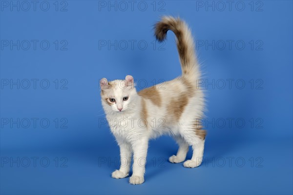 American-Curl kitten, age 17 weeks, colour seal torbie point with white, studio picture