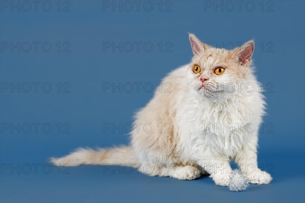 Pedigree cat Selkirk Rex longhair, age 1.5 years, colour fawn tortie white, studio photo