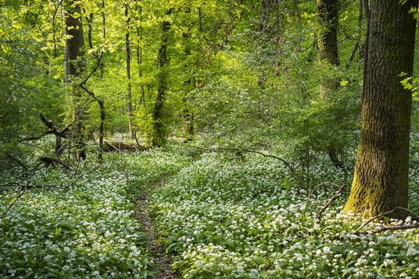 A path leads through a deciduous forest with white flowering ramson (Allium ursinum) in spring in the evening sun. Rhine-Neckar district, Baden-Wuerttemberg, Germany, Europe