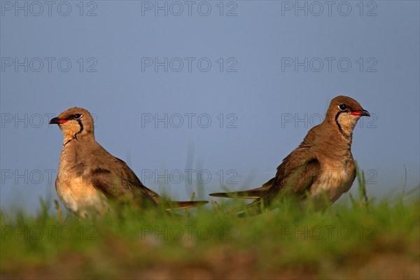 Collared pratincole (Glareola pratincola), Danube Delta Biosphere Reserve, Romania, Europe