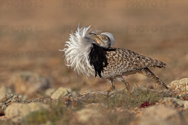 Saharan Houbara Bustard (Chlamydotis undulata fuertaventurae), mating male, Fuerteventura, Spain, Europe