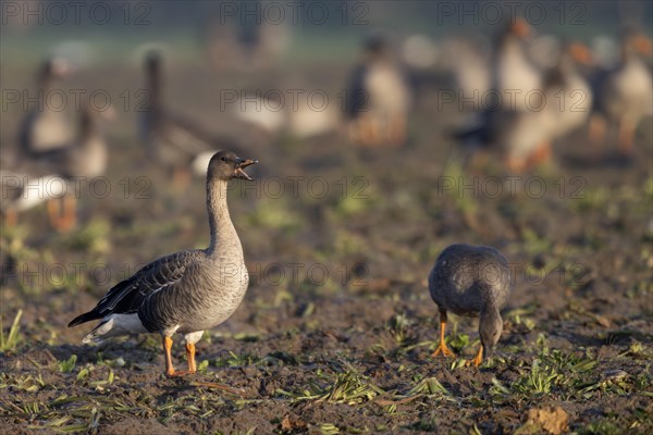 Bean goose (Anser fabalis), Texel, Netherlands