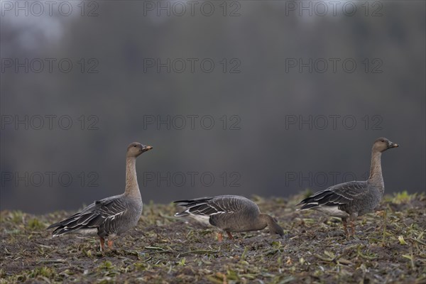 Bean goose (Anser fabalis), Texel, Netherlands