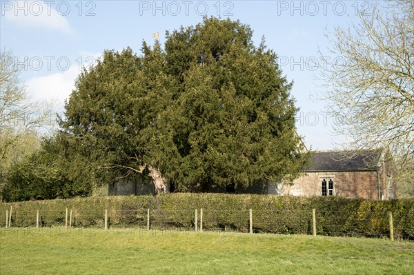 Ancient yew tree dated at 1700 years old All Saints Church, Alton Priors, Wiltshire, England, UK