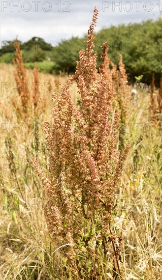 Curled Dock, rumex crispus, in flower growing at Sutton, Suffolk, England, UK