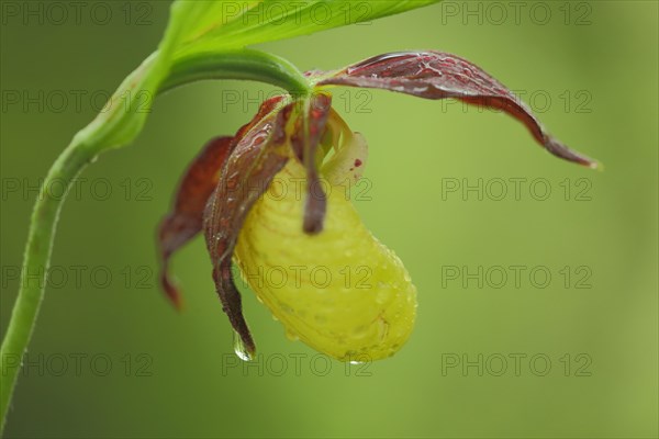 Yellow lady's slipper orchid (Cypripedium calceolus), flower, detail, water drop, nature photography, Grosskochberg, Thuringia, Germany, Europe