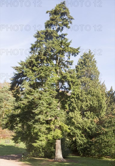 Western hemlock tree, Tsuga heterophylla National arboretum, Westonbirt arboretum, Gloucestershire, England, UK