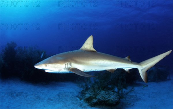 Diving in the Caribbean, Reef shark, Caribbean, Central America
