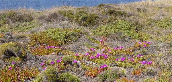 Vegetation Rota Vicentina Fishermen's Trail long distance coast path, Odeciexe, Algarve, Portugal, Europe