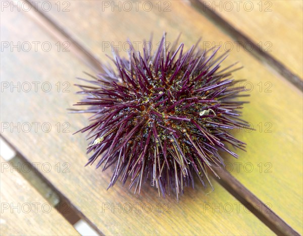 Sea Urchin, Paracentrotus lividus, alive on table, Atlantic Coast, Rogil, Algarve, Portugal, southern Europe, Europe
