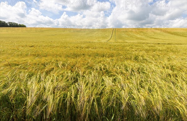 Field of barely crop growing in sloping hillside field, Little Blakenham, Suffolk, England, UK