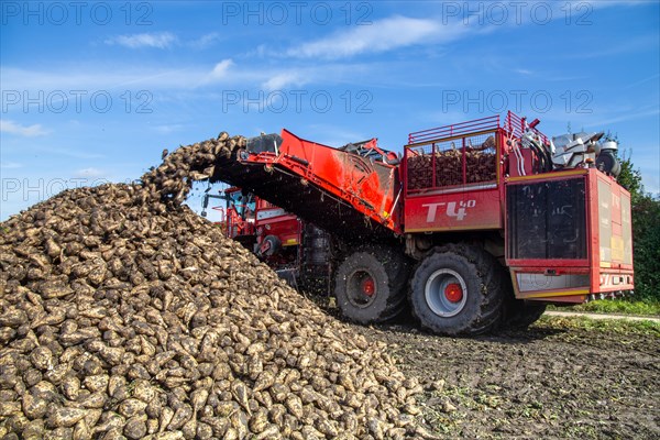 Sugar beet harvest in the Palatinate: The large mountains full of sugar beet at the edge of the field can be seen everywhere in autumn. A few days after the harvest, these sugar beets are loaded into the trailer of a lorry by a beet mouse and driven to the sugar beet factory in Offstein