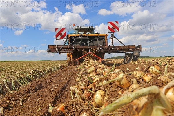 Farmer Markus Frank from Frankenthal during the agricultural onion harvest (onion harvesting)