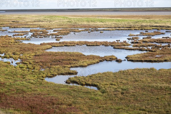 Pools of water in saltings salt marsh by River Ore with Orford Ness beyond, Suffolk, England, UK