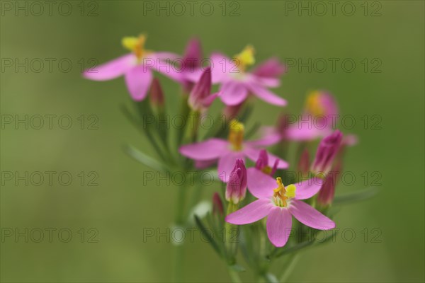 Centaurium pulchellum (Centaurium erythraea), flowers, detail, nature photograph, Bergenheimer Heide, Ortenberg, Rhineland-Palatinate, Germany, Europe