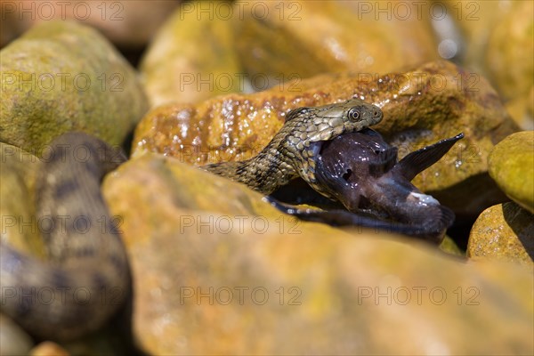 Dice snake (Natrix tessellata) turning round goby (Neogobius melanostomus) on the bank in front of swallowing it, Danube Delta Biosphere Reserve, Romania, Europe