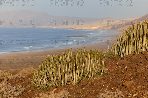 Canary Island spurge (Euphorbia canariensis) near Cofete, Parque Natural Jandia, Fuerteventura, Canary Islands, Spain, Europe