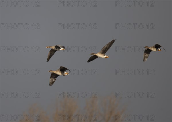 Bean goose (Anser fabalis), Texel, Netherlands