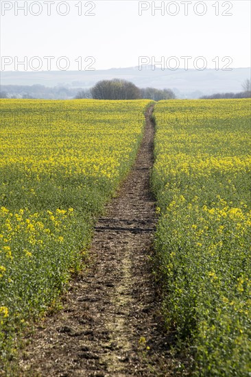 Footpath crossing filed of yellow flowering oilseed rape crop, near Wroughton, Wiltshire, England, UK