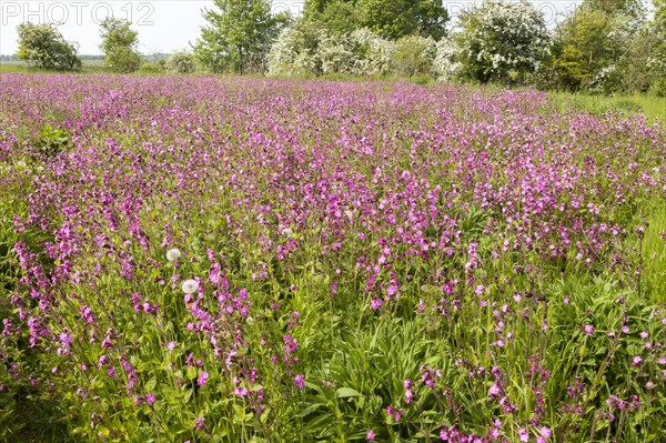 Red campion, Silene dioica, flowering chalk upland grassland Salisbury Plain, near Tilshead, Wiltshire, England, UK