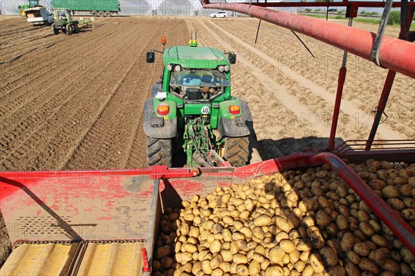 Farmer Hartmut Magin from Mutterstadt harvesting early potatoes in the Palatinate (Mutterstadt, Rhineland-Palatinate)