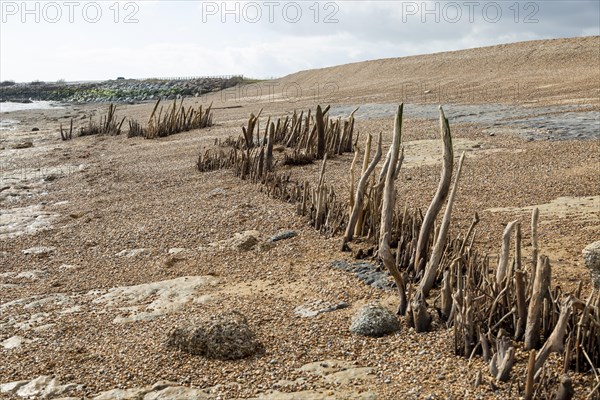 Wooden posts revealed at low tide low beach shingle levels, Bawdsey, Suffolk, England, UK possibly old coastal defences