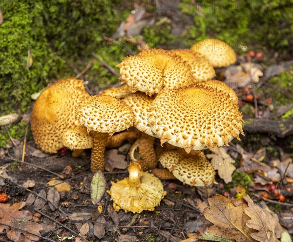 Shaggy Pholiota Squarrosa fungus growing under ancient oak tree, Butley, Suffolk, England, UK