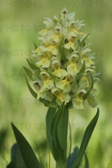 Provence Orchid (Orchis provincialis), French Orchid, Nature Photography, Orchis, Orchids, Orchids, Orchids, Orchidaceae, Asparagus, Asparagales, Plant, Mont Lozere, Le Pont de Montvert, Cevennes, Massif Central, France, Europe