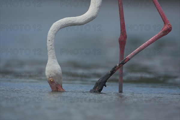 Neck and one leg of a greater flamingo (Phoenicopterus roseus) foraging in the silt under water, mud, detail, St., Ornithological Park, Saintes-Maries-de-la-Mer, Bouches-du-Rhone, Camargue, Provence, France, Europe