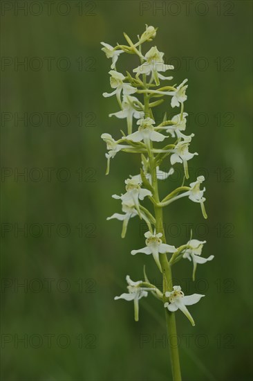 Lesser butterfly-orchid (Platanthera bifolia), Wasserkuppe, biosphere reserve, UNESCO, low mountain range, Hesse, Rhoen, Germany, Europe