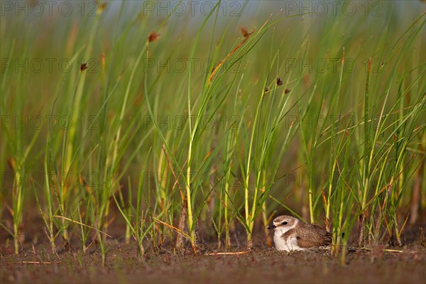 Kentish plover (Charadrius alexandrinus) Female breeding on the ground at the water's edge, Danube Delta Biosphere Reserve, Romania, Europe