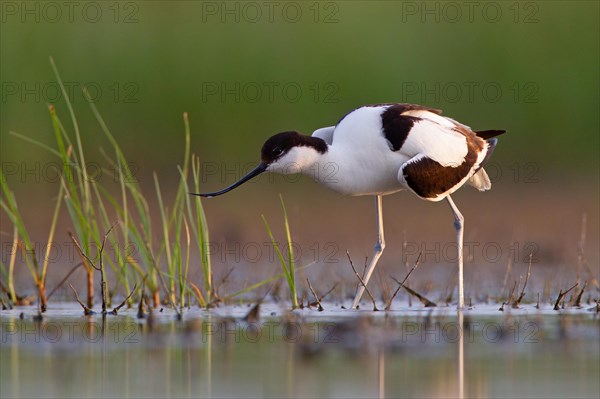 Black-capped avocet (Recurvirostra avosetta), Danube Delta Biosphere Reserve, Romania, Europe