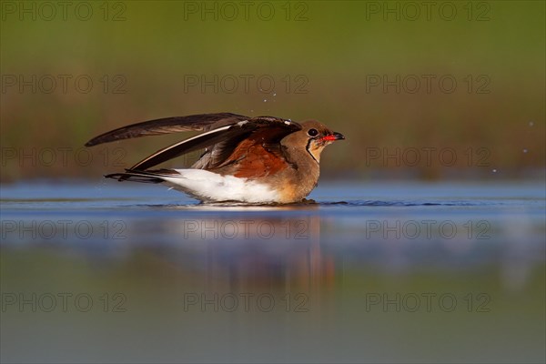 Collared pratincole (Glareola pratincola) bathing in the water, Danube Delta Biosphere Reserve, Romania, Europe