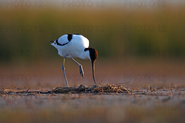 Black-capped avocet (Recurvirostra avosetta) Old bird over clutch, Danube Delta Biosphere Reserve, Romania, Europe