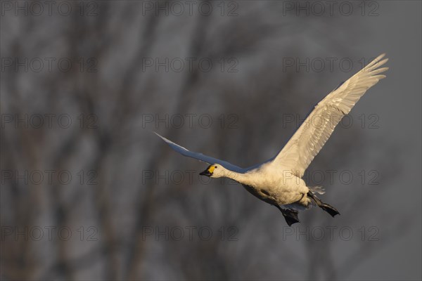 Tundra Swan, Texel, Netherlands