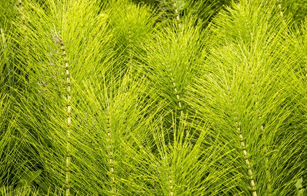 Common Horsetail Equisetum arvense plant, Suffolk, England, UK