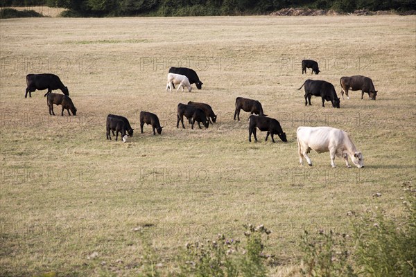 Cattle graze in hillside evening light, Cherhill, Wiltshire, England, UK