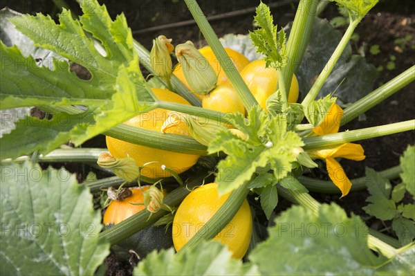 Close up of courgette zucchini plant growing yellow round fruit Suffolk, England, UK