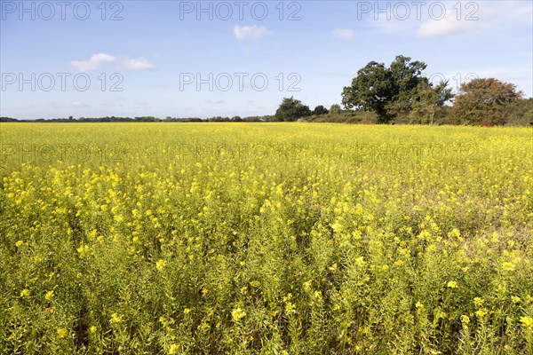 Yellow flowers of wild seed rape canola rom growing if field in autumn, Sutton, Suffolk, England, UK