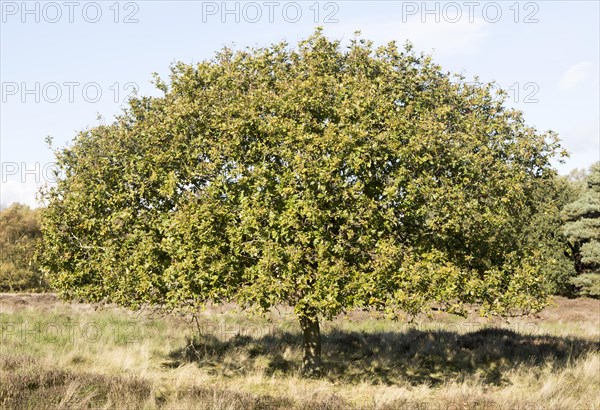 Single oak tree, quercus robur, standing in Suffolk Sandlings heathland, Sutton, Suffolk, England, UK