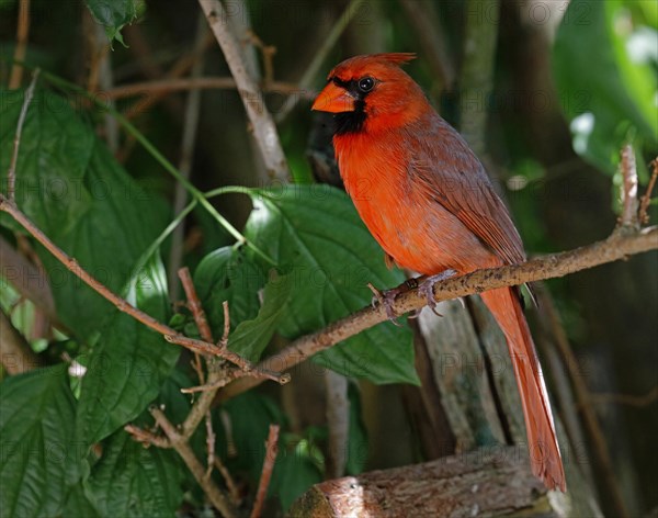 Male Northern Cardinal (Cardinalis cardinalis), a mid sized songbird common in Eastern North America, Bermuda, Atlantic, North America