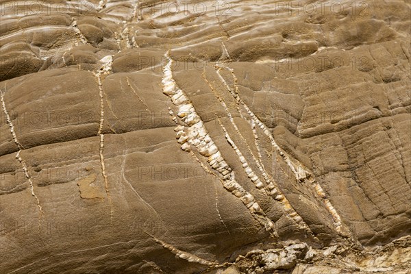 Folded sedimentary rock strata dipping downwards in cliff at Praia dos Alteirinhos, Zambujeira do Mar, Parque Natural do Sudoeste Alentejano e Costa Vicentina, Costa Vicentina and south west Alentejo natural park, Zambujeira do Mar, Alentejo Littoral, Portugal, southern Europe, Europe