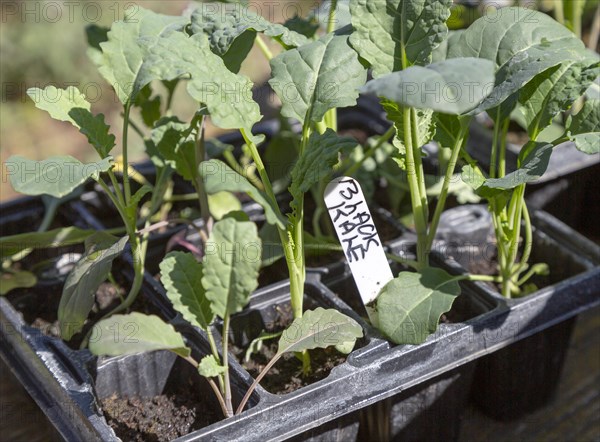 Close up of seed tray of black kale plant seedlings, Brassica oleracea Lacinato