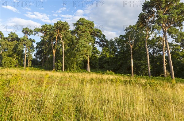 Heathland vegetation with Scots pine tree, Pinus sylvestris, Sutton Heath, near Shottisham, Suffolk, England, UK